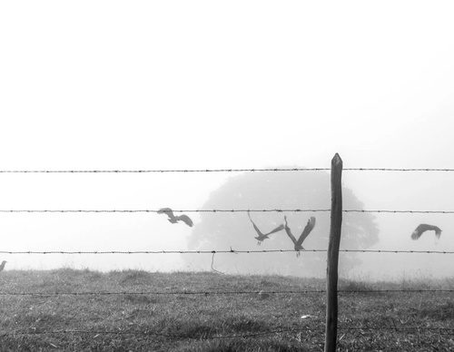 Gallery of photography by Gustavo Bettini-Brazil