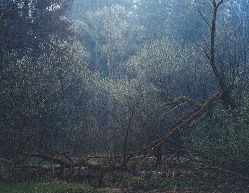 Galería de fotografías de Pujan Shadlau - Austria