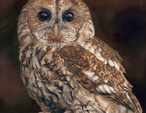 Galería de pintura realista de Annie Drew - Reino Unido