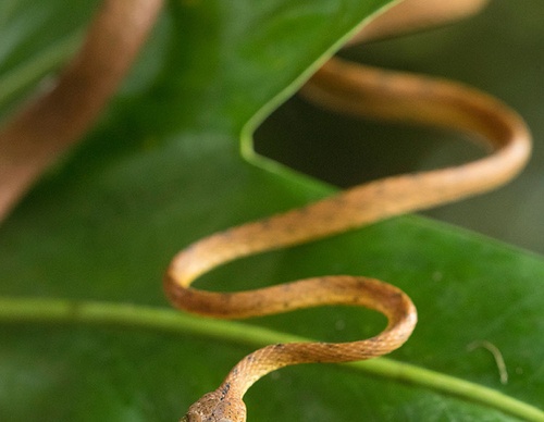 costa rica jim zuckerman