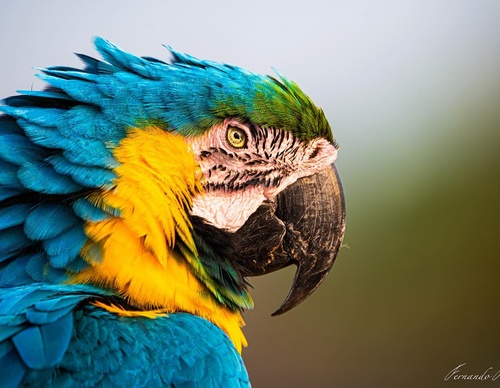 Gallery Of Photography By Fernando Faciole - Brazil