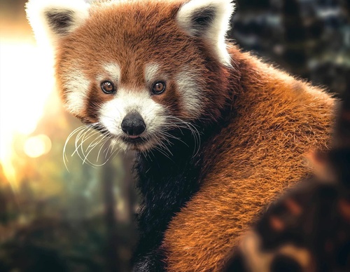 Galería de fotografías de Evgeny Gammer - Rusia