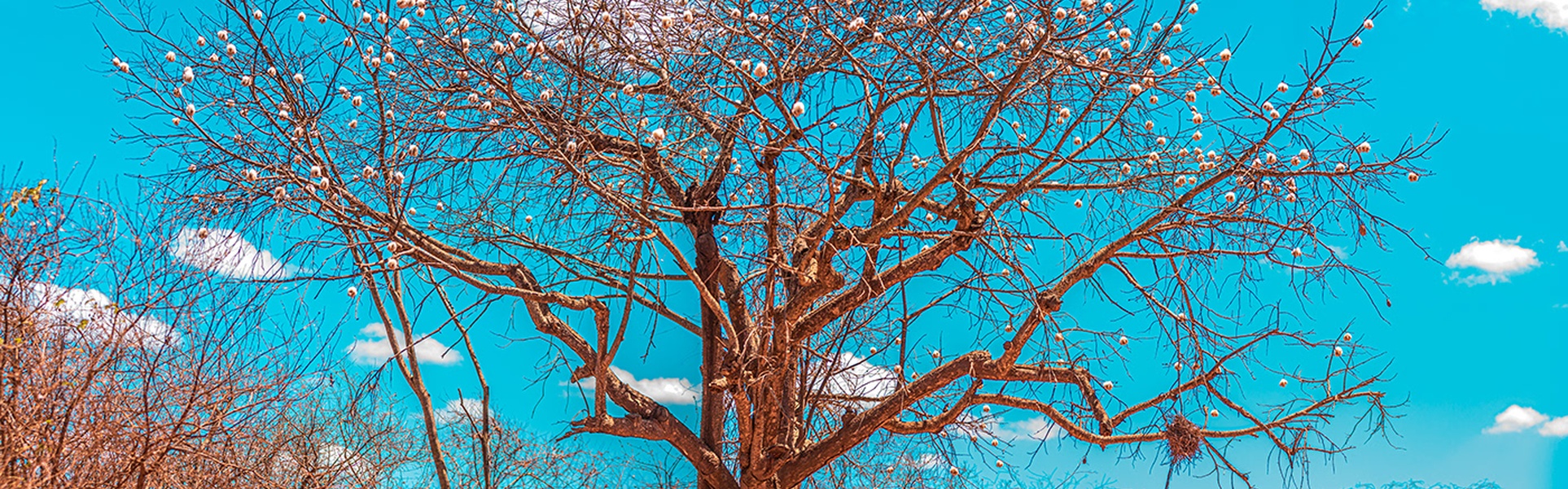 Gallery Of Photography By Norberto Kreutzer Fruhauf - Brazil
