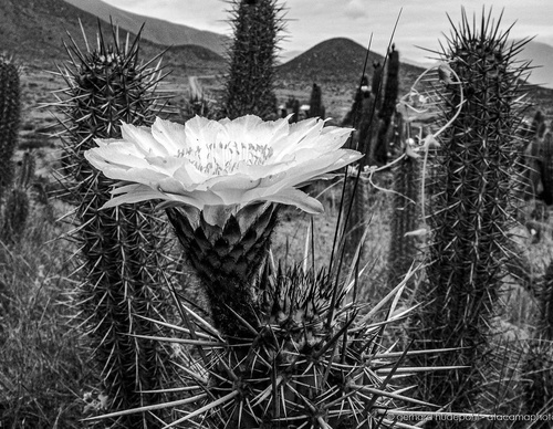 Gallery Of Photography By Gerhard Hüdepohl - Chile