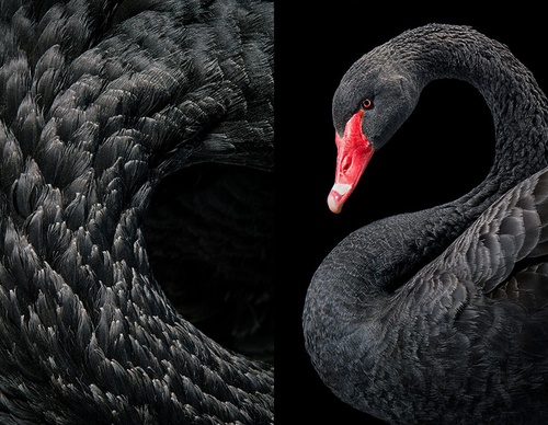 Gallery Of Creative Photography Of Animals By Tim Flach - Uk