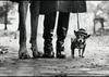 Capturing Life’s Wit: Gallery of Elliott Erwitt, American Photographer