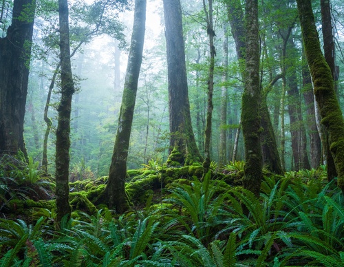 Galeria de fotografias de William Patino - Nova Zelândia