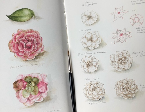 Gallery of Drawing by GiacoMina Ferrillo-Italy