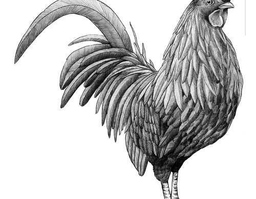 Galería De Ilustración De Alvaro Arteaga-Chile