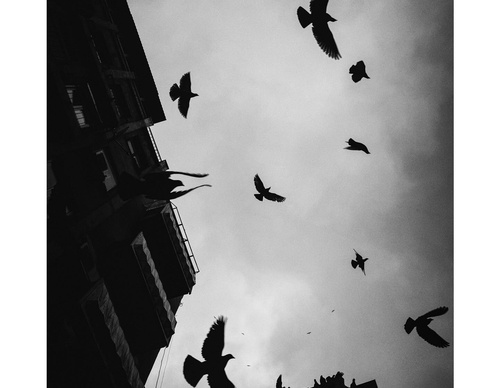 Galeria de fotografia de Ovidiu Șelaru - Romênia