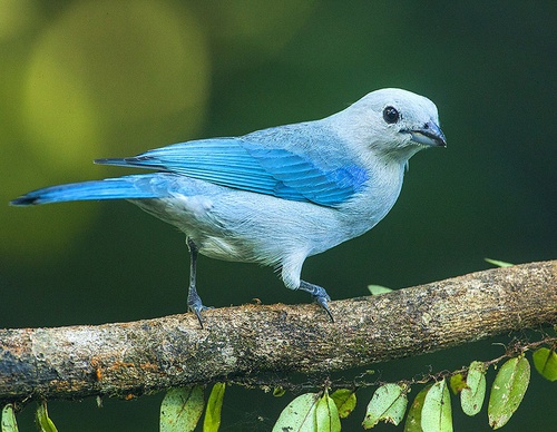 costa rica jim zuckerman