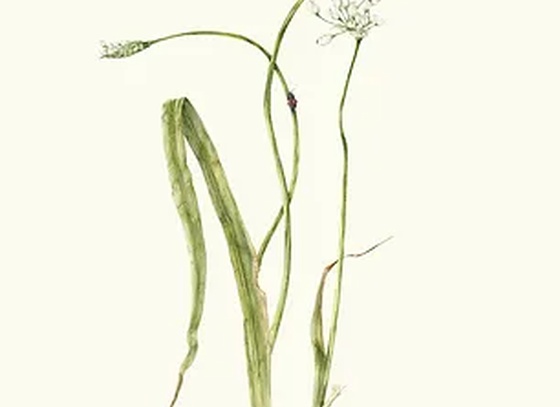 GiacoMina Ferrillo