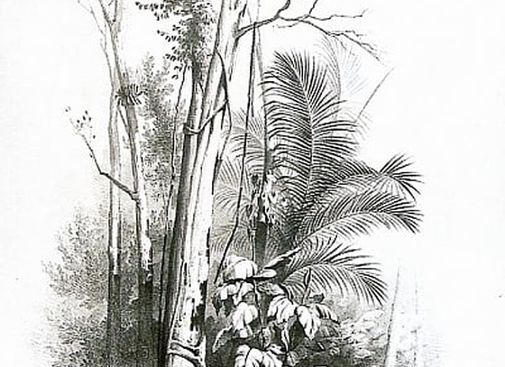 Agostinho Joséda Mota