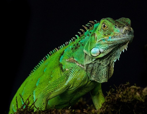 costa rica jim zuckerman