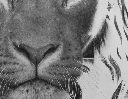 Gallery Of Realistic Painting By Emma Towers Evans - Brazil