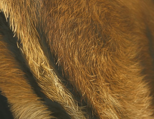 Galería de pintura realista de Annie Drew - Reino Unido