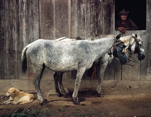 susan meiselas