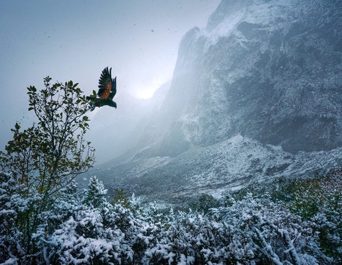 Galeria de fotografias de William Patino - Nova Zelândia