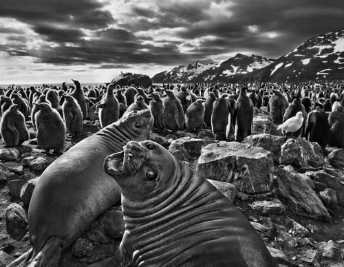 Galeria de Fotografia de Sebastião Salgado-Brasil