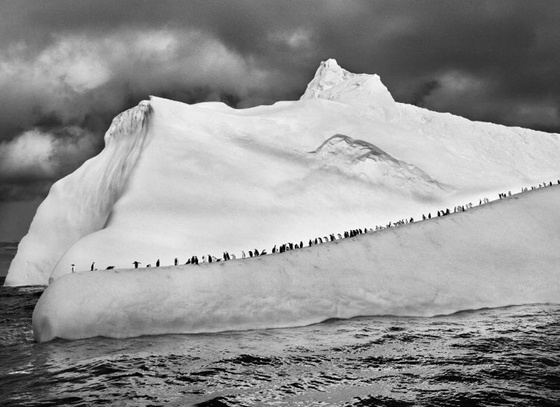 chinstrap penguins on an iceberg between zavodovski and visokoi