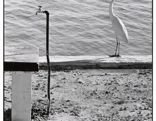 elliott erwitt