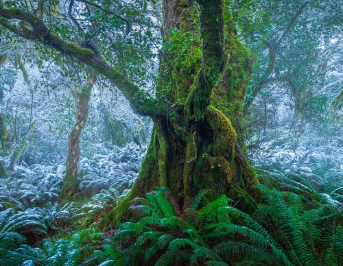 Galeria de fotografias de William Patino - Nova Zelândia