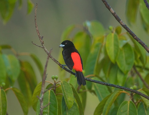 costa rica jim zuckerman