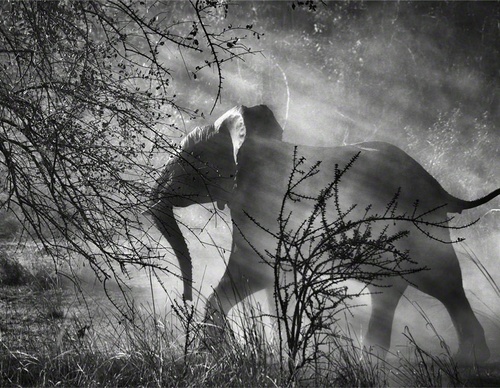 Galeria de Fotografia de Sebastião Salgado-Brasil