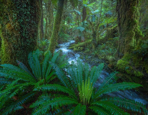 Galeria de fotografias de William Patino - Nova Zelândia