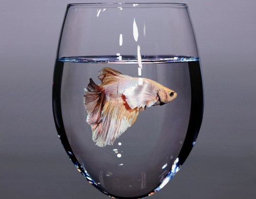 Gallery Of Realistic Painting By Young-sung Kim - South Korea