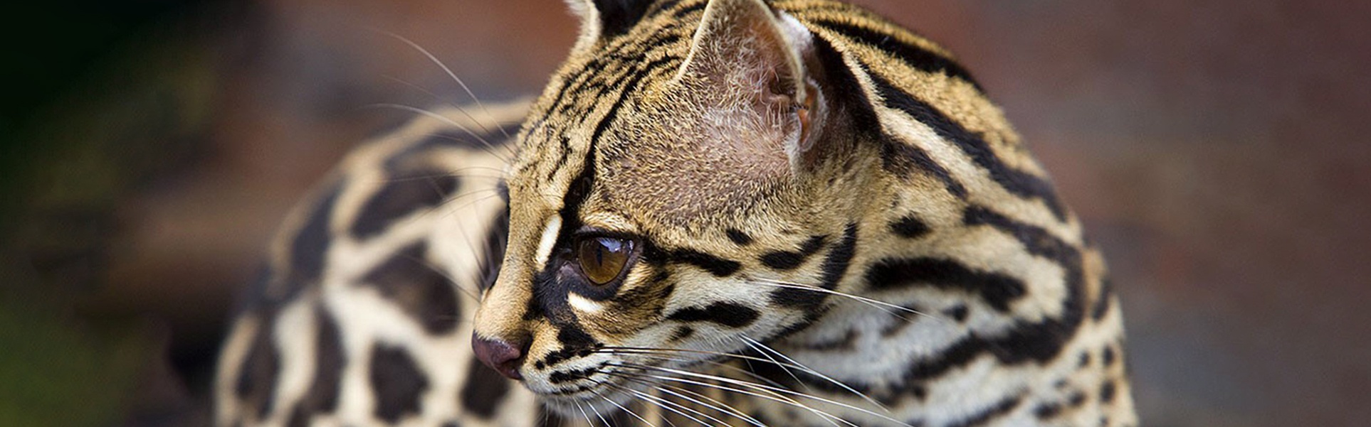 Costa Rica: A Tropical Paradise Through the Lens of Jim Zuckerman (USA)