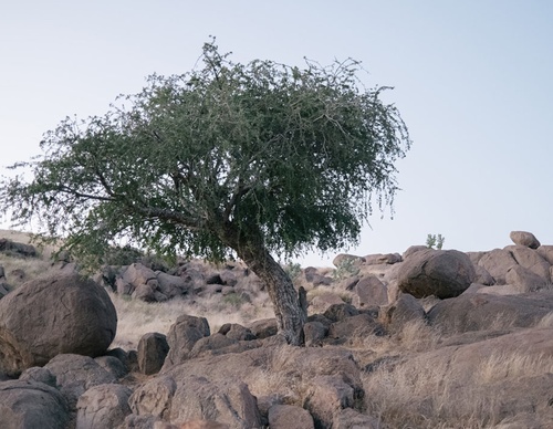 salih basheer