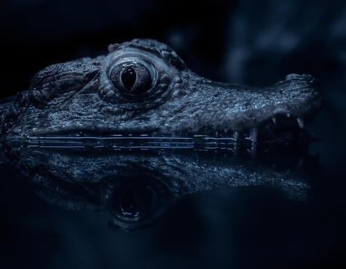 Gallery Of Photography By Chris Henry - USA