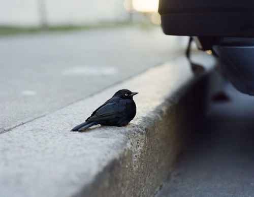 gregory halpern