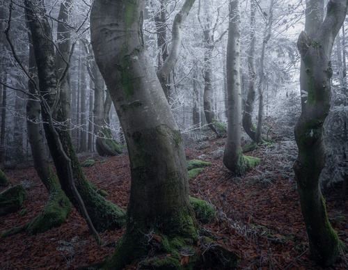 Galería de fotografías de Pujan Shadlau - Austria