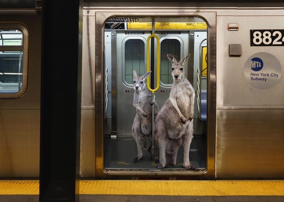 Gallery of humor photography by Bea Blousson-Argentina