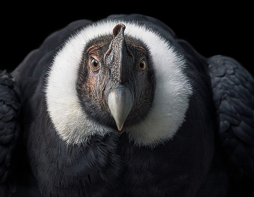 Gallery Of Creative Photography Of Animals By Tim Flach - Uk