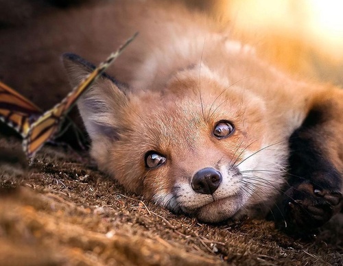 Galería de fotografías de Evgeny Gammer - Rusia