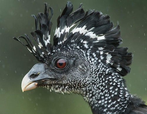 costa rica jim zuckerman