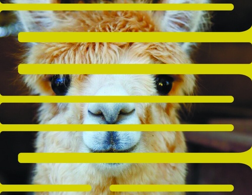 blank poster animal