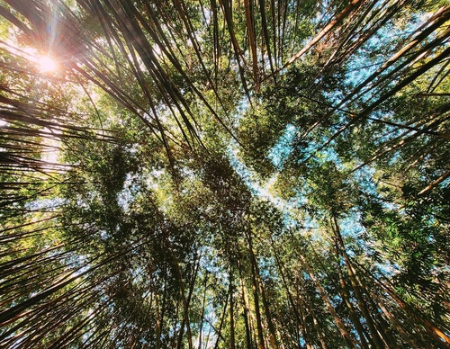 Galería de fotografía de Ramon Saroldi dos Santo - Brasil