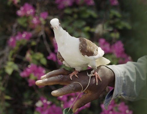 Galería de Fotografía de Gregory Halpern – EE. UU.