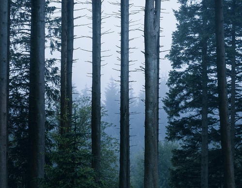Galería de Fotografía de Daryl Scott Walker - Inglaterra