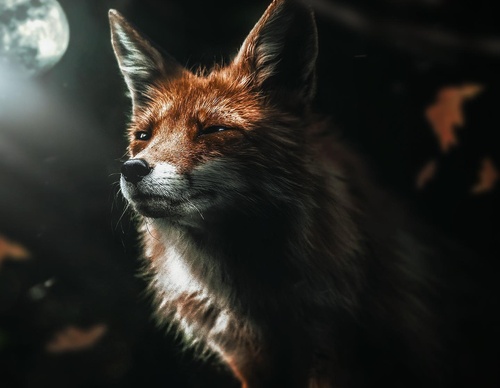 Galería de fotografías de Evgeny Gammer - Rusia