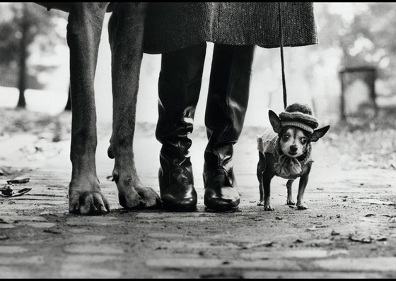 Capturing Life’s Wit: Gallery of Elliott Erwitt, American Photographer