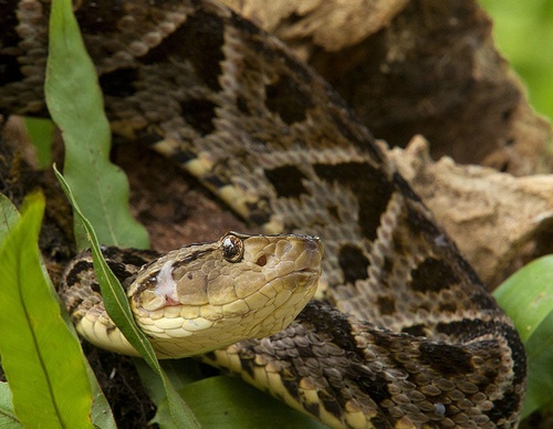 costa rica jim zuckerman