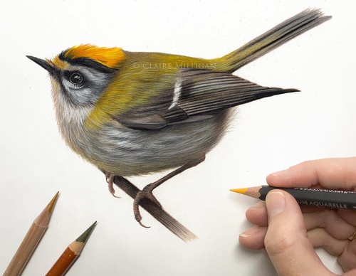 Gallery Of Realistic Painting By Claire Milligan - United Kingdom