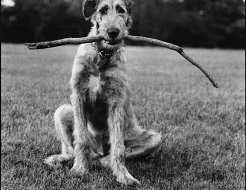 elliott erwitt