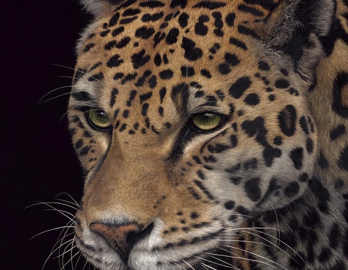 Galería de pintura realista de Annie Drew - Reino Unido