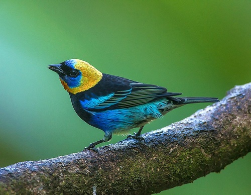 costa rica jim zuckerman